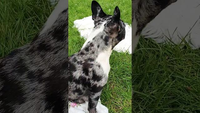 Первая прогулка малышей французского бульдога смотреть онлайн