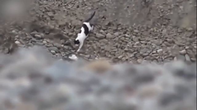 Материнский инстинкт. Кошка вытащила щенка из ямы смотреть онлайн