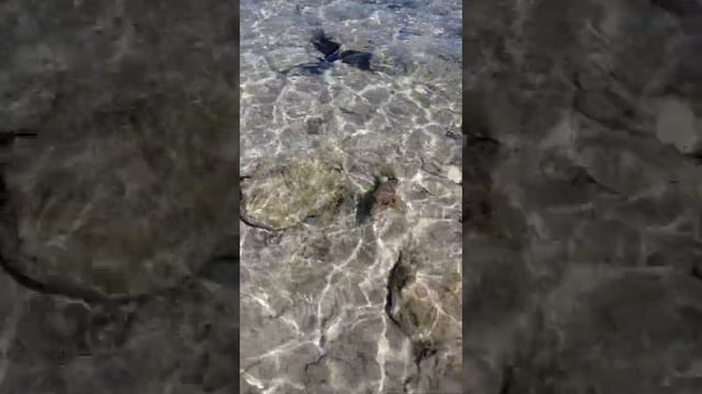 Ядовитая рыба Масковый Иглобрюх в Красном море смотреть онлайн