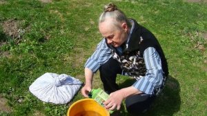 Посадка лука. Обработка севка. Весна , огород, открытый грунт. Лук севок на репку.