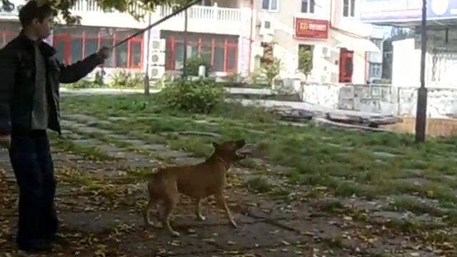 "летающая собака" смотреть онлайн