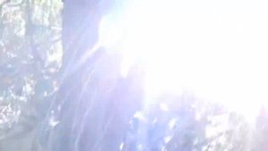 Культурная яблоня из семечка. Самарская область - город Сызрань.