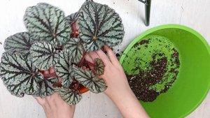 Пересадка Бегонии по всем правилам, как легко пересадить Бегонию быстро и легко, составляем грунт