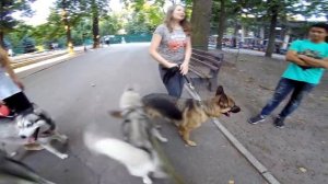 Немецкая овчарка и банда хаски ! ЖЕСТЬ ВСТРЕЧА