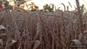 "Урожайная"