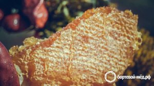 Изъятие мёда из борти