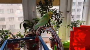 Банда Попугаев || Волнистый попугай кусается