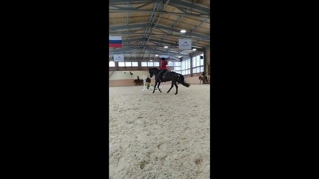 Райд пони на продажу.Horse for sale.