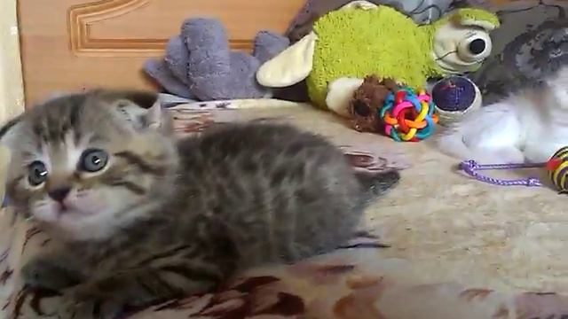 Шотландские котята скоттиш-фолд