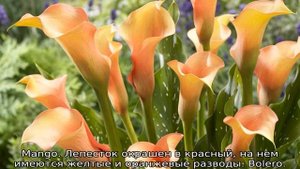 Цветы каллы: выращивание в саду
