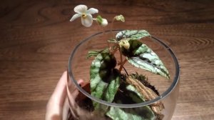 Цветение бегонии Вариабилис( begoniya Variabilis)