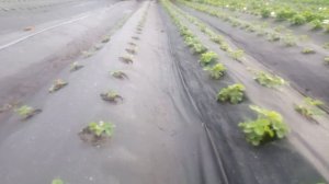 Сроки посадки клубники