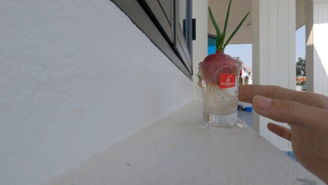 Growing Green Onions Bonsai with water. смотреть онлайн