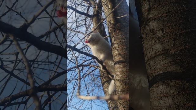 Мир прекрасен/У нас появился маленький котенок 14/Пение птиц/Звуки природы/Sounds of nature/Relax