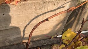 Формировка отдельно растущего куста винограда.