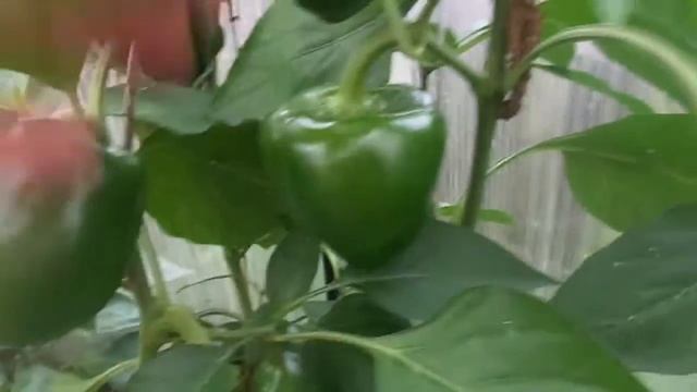 Последний массовый урожай домашних перцев в октябре Дозревание зеленых перцев смотреть онлайн