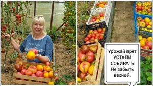 ЖАРА в августе.УРОЖАЙ ПРЕТ.И снова муж ругается,зачем мне это.ДЕЛАЮ ВЫВОДЫ.