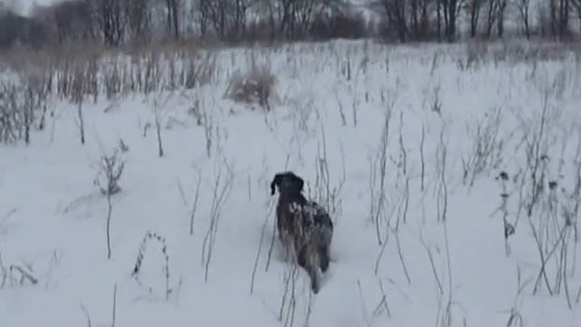 Курцхаар Грэй по куропатке по глубокому снегу смотреть онлайн