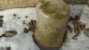 Черенки роз под банками в снегу. Размножение роз черенками