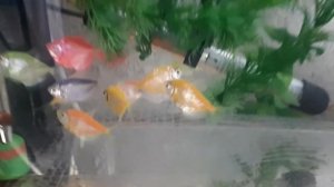 Тернеция Гло Фиш стайный нерест