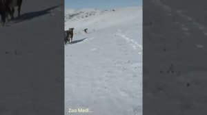 Наглое нападение стаи волков на собак... По среди белого дня