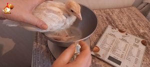 Вес индюшат в 2 недели Хайбрид Конвертер тяжелый кросс