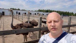 Знакомьтесь: страусиная ферма "СтраусЛенд" в Подмосковье. Часть 1: Страусы.