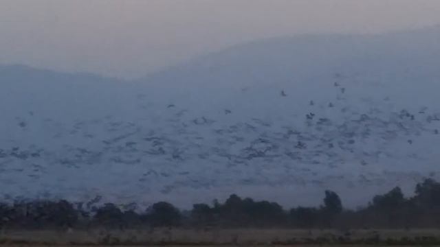 Летят перелётные птицы смотреть онлайн