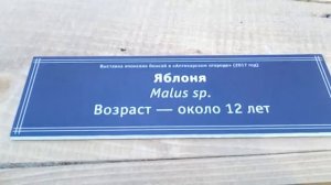 Выставка японских бонсай в Аптекарском огороде