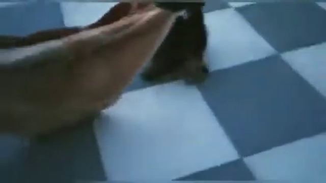 Simba Rottweiler puppy tug of war with towel смотреть онлайн