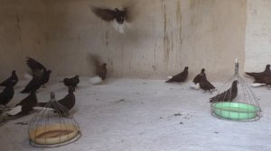 Красные белохвостые голуби ч 22