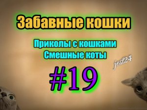 Забавные кошки / Приколы с кошками / Смешные коты #19