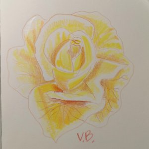 Желтая роза || Какие цвета карандашей нужны?