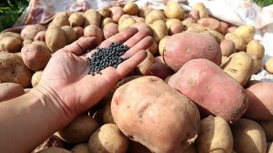 Чтобы в следующем году не вырос горох вместо картофеля внесите с осени это удобрение.