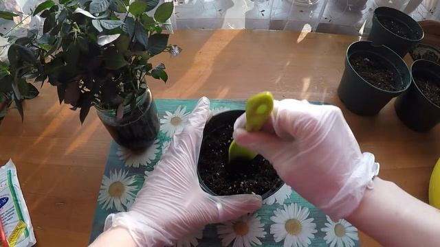 ЧТО НУЖНО СДЕЛАТЬ,ЧТОБЫ НЕ ДОПУСТИТЬ ГИБЕЛИ КОМНАТОЙ РОЗЫ смотреть онлайн