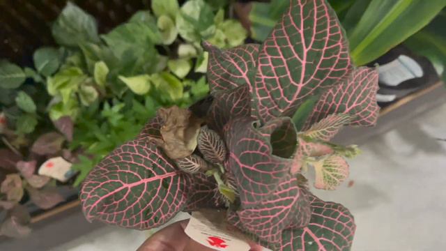 Big Box Plant Shopping  Haul at Lowes  Incredible Finds  Backyard Privacy Options Part 2