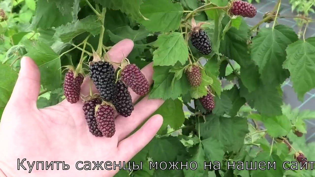 КОЛАМБИЯ СТАР сорт ежевики смотреть онлайн