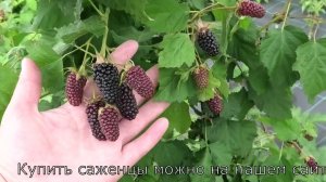 КОЛАМБИЯ СТАР сорт ежевики