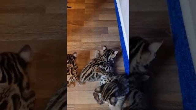 Маленькие шилопопики#котенок #bengalf1 #бенгал #бенгалы #бенгальскаякошка #бенгальскиекотята #ф1
