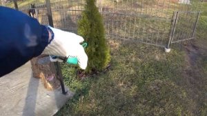 Почему не растет туя и чем ее заменить в ТЕНИ