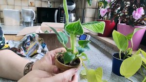 РАСПАКОВКА ПОСЫЛКИ С РАСТЕНИЯМИ 🤭/КОМНАТНЫЕ РАСТЕНИЯ /ЦВЕТЫ /