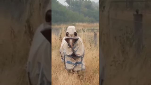 Конь в пальто