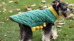 Теплая одежда для собак