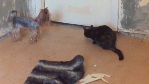 Кошка напала на собаку