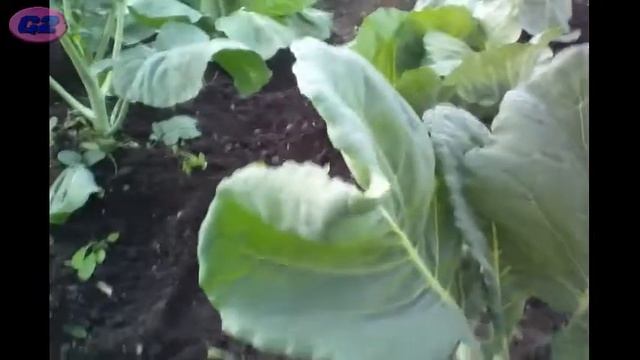 С картохой покончено! // Результаты борьбы с гусеницами на капусте смотреть онлайн