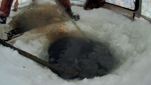 Подлёдная рыбалка на сеть,в Сибири.