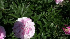 Пион Полонез