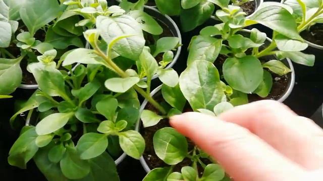 Обзор рассады петуний в марте. смотреть онлайн