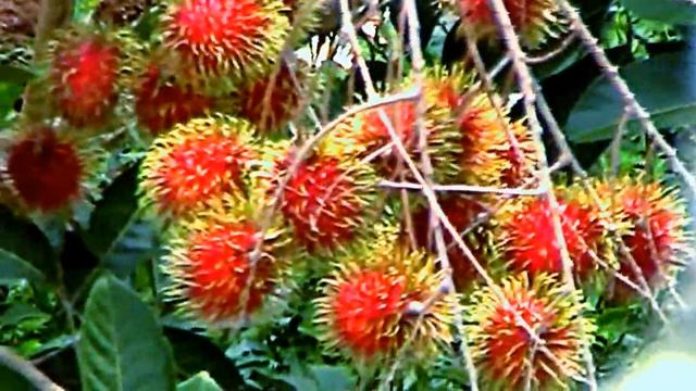 Malaysia's succulent hairy fruit-Nephelium Lappaceium ripening in October. смотреть онлайн
