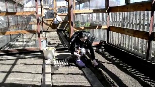 посадка капусты на рассаду в теплице смотреть онлайн